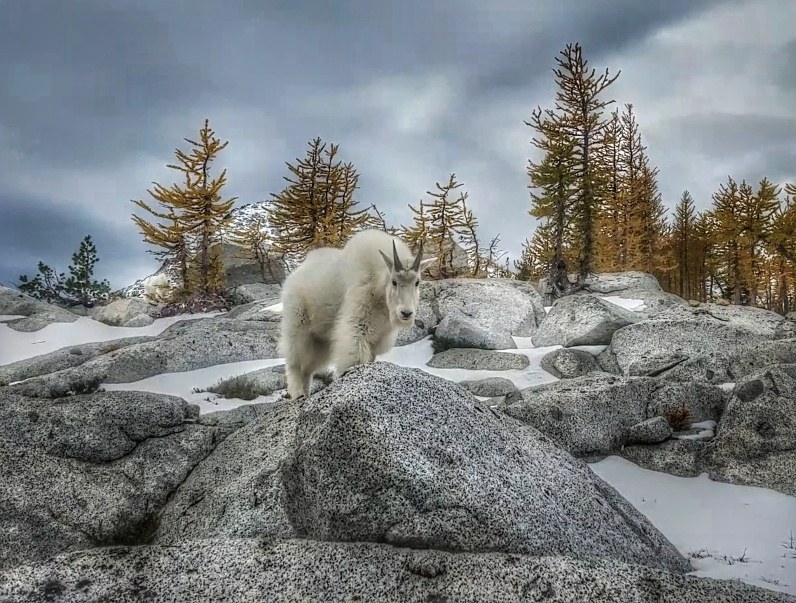 Enchantment Mountain Goats