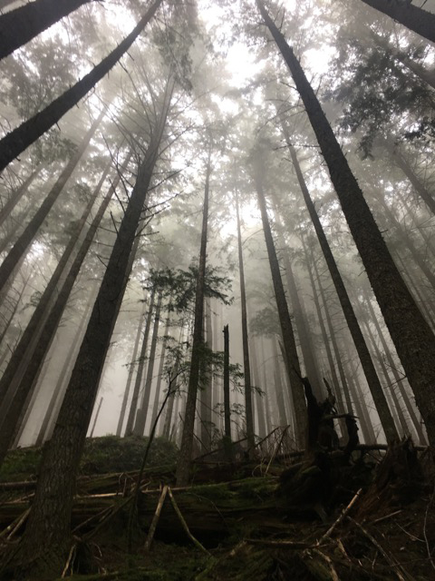 Fog in trees